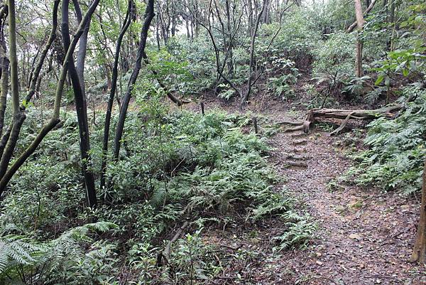 0309龜山大坑桐花步道陳厝坑山 (19).JPG