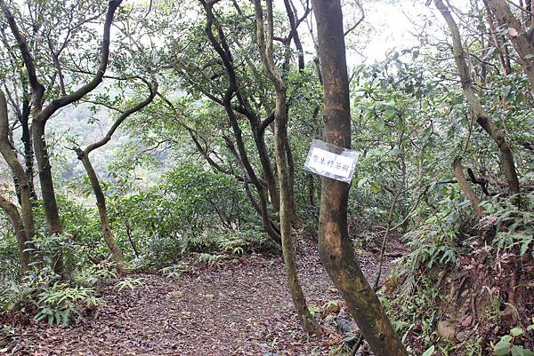 0309龜山大坑桐花步道陳厝坑山 (22).JPG