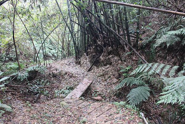 0309龜山大坑桐花步道陳厝坑山 (26).JPG