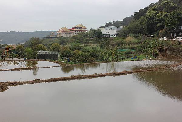 0309龜山大坑桐花步道陳厝坑山 (33).JPG