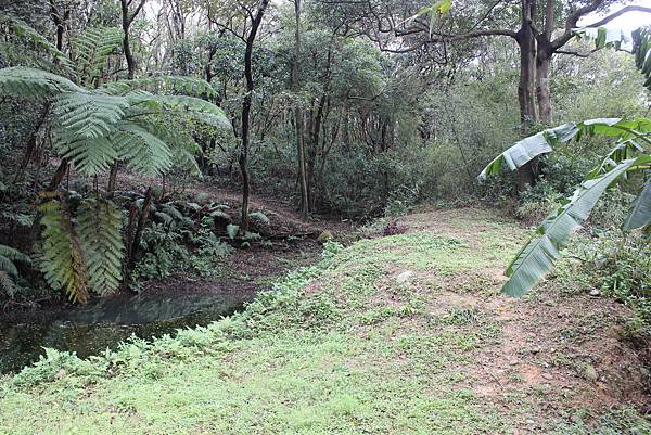 0309龜山大坑桐花步道陳厝坑山 (41).JPG