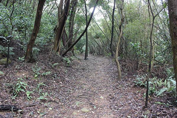0309龜山大坑桐花步道陳厝坑山 (42).JPG