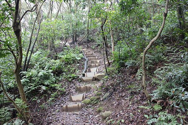 0309龜山大坑桐花步道陳厝坑山 (43).JPG