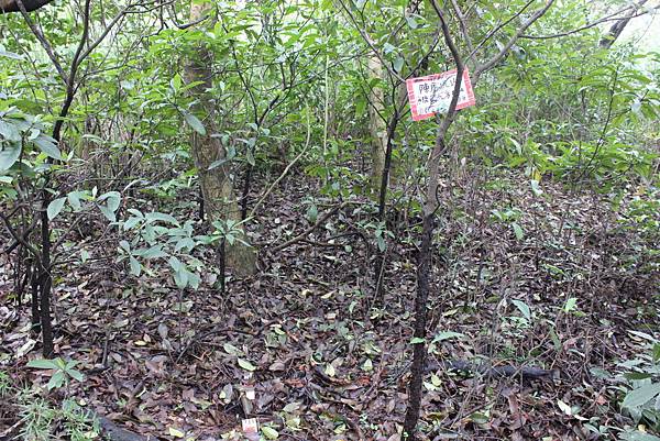0309龜山大坑桐花步道陳厝坑山 (47).JPG