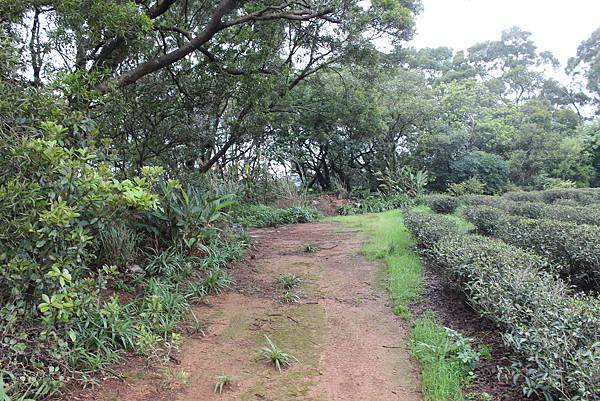 0309龜山大坑桐花步道陳厝坑山 (48).JPG
