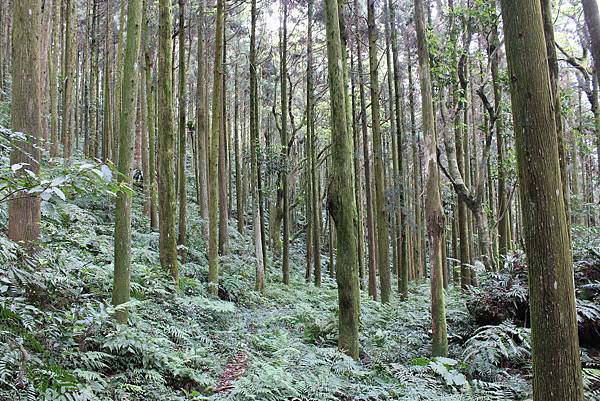 0322金平山、小烏來 (34).JPG 0322金平山、小烏來 (34).JPG