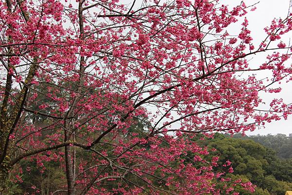0118薑麻園橘園民宿餐廳 (17).JPG 0118薑麻園橘園民宿餐廳 (17).JPG