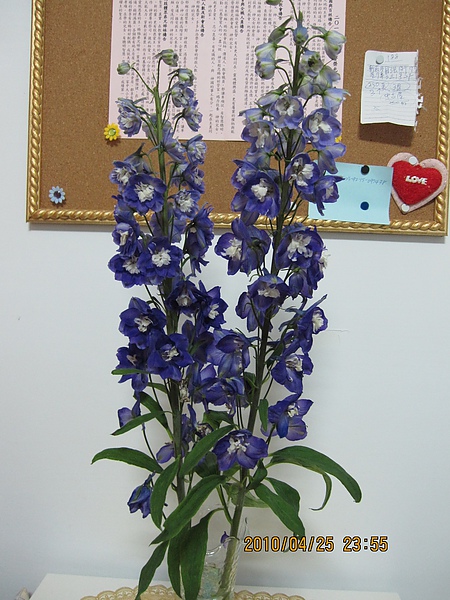 IMG_0974.JPG IMG_0974.JPG