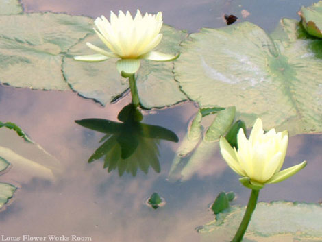 蓮花池-無論原料與製作品質與一般市售的香皂油脂合成手工香皂完全不同。 蓮花池-無論原料與製作品質與一般市售的香皂油脂合成手工香皂完全不同。