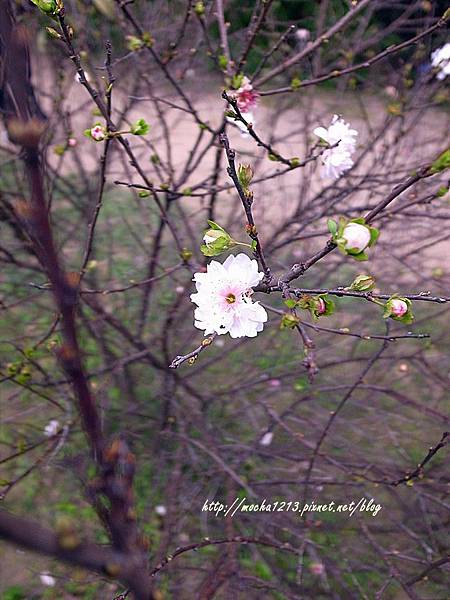 R1177704.JPG R1177704.JPG