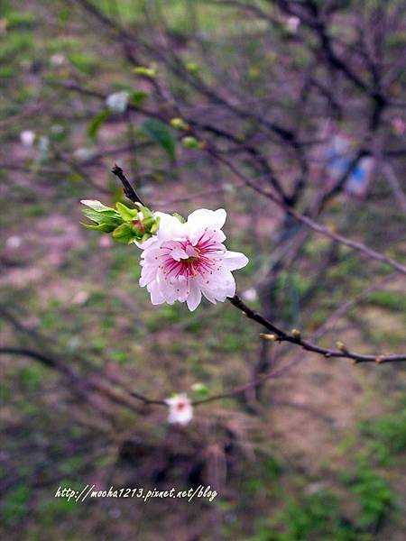 R1177707.JPG R1177707.JPG