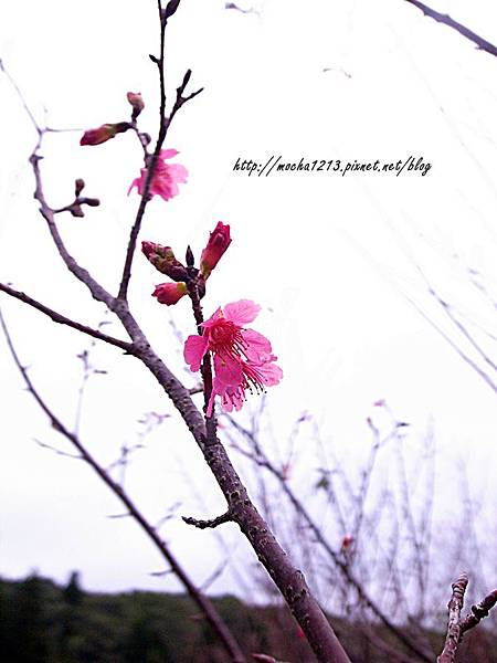 R1177755.JPG R1177755.JPG