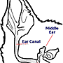 ear