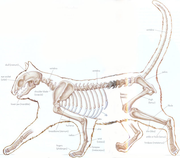 cat-skeleton.jpg