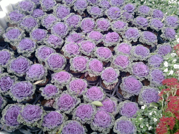 P07-02-09_14.46.jpg P07-02-09_14.46.jpg