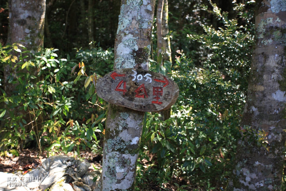 司馬庫斯兩天一夜行程