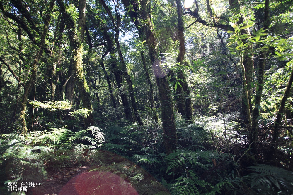 司馬庫斯兩天一夜行程