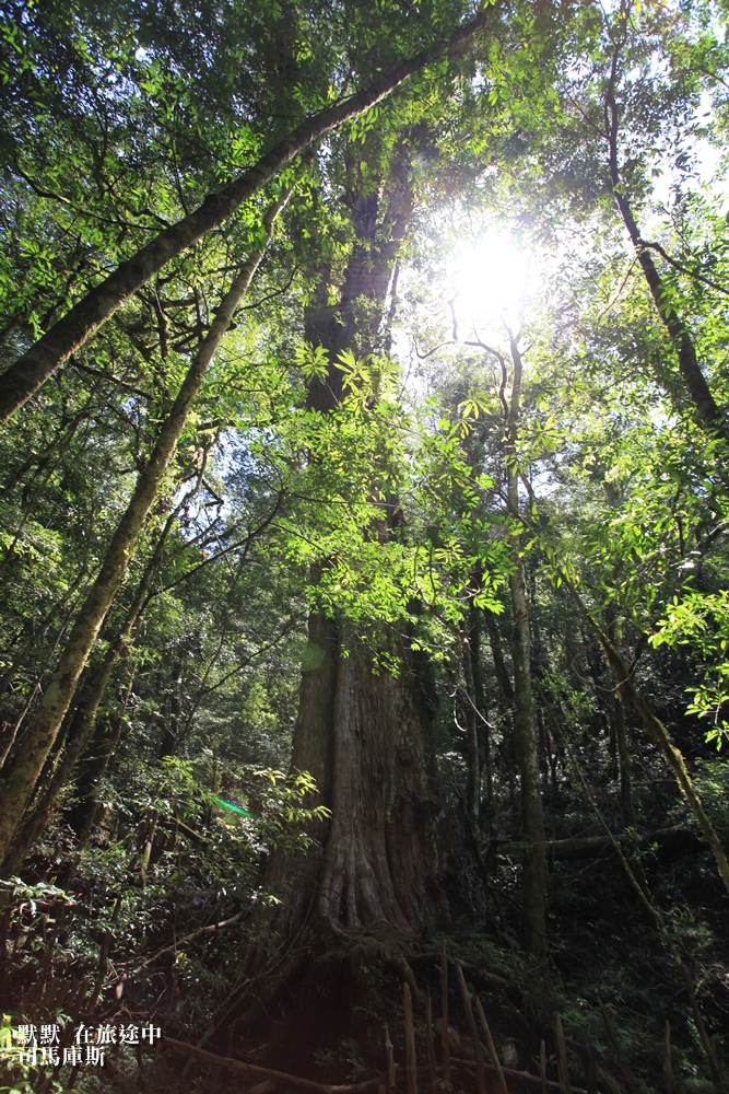 司馬庫斯兩天一夜行程