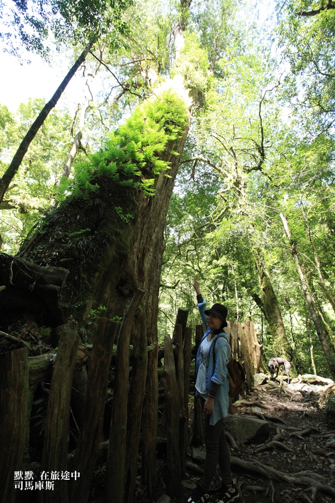 司馬庫斯兩天一夜行程