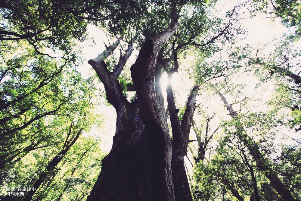 司馬庫斯兩天一夜行程