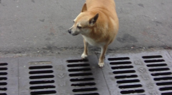 2009.02.24_黃小黃咪咪咧_0001.jpg 2009.02.24_黃小黃咪咪咧_0001.jpg