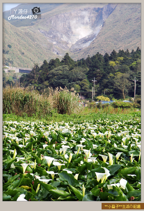 陽明山竹子湖海芋15