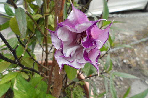 特別的紫花1