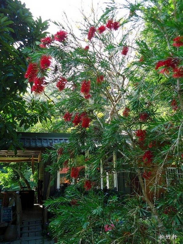 串錢柳 串錢柳