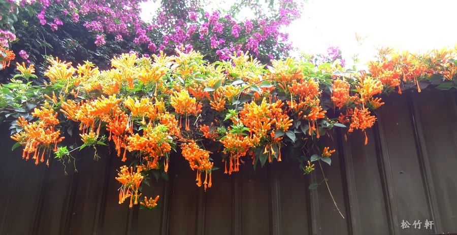 DSC03278.JPG DSC03278.JPG