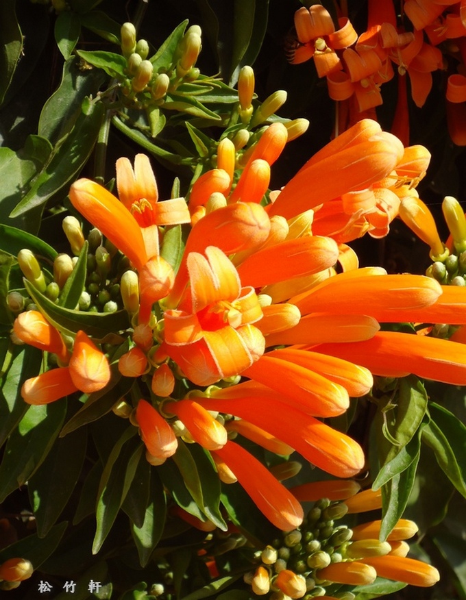 DSC01850.JPG DSC01850.JPG