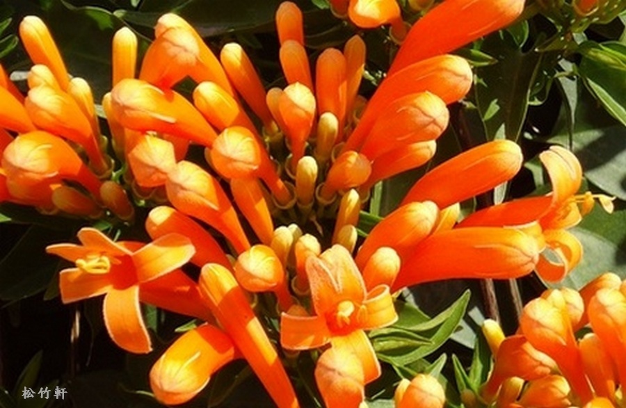 DSC01851-1.jpg DSC01851-1.jpg