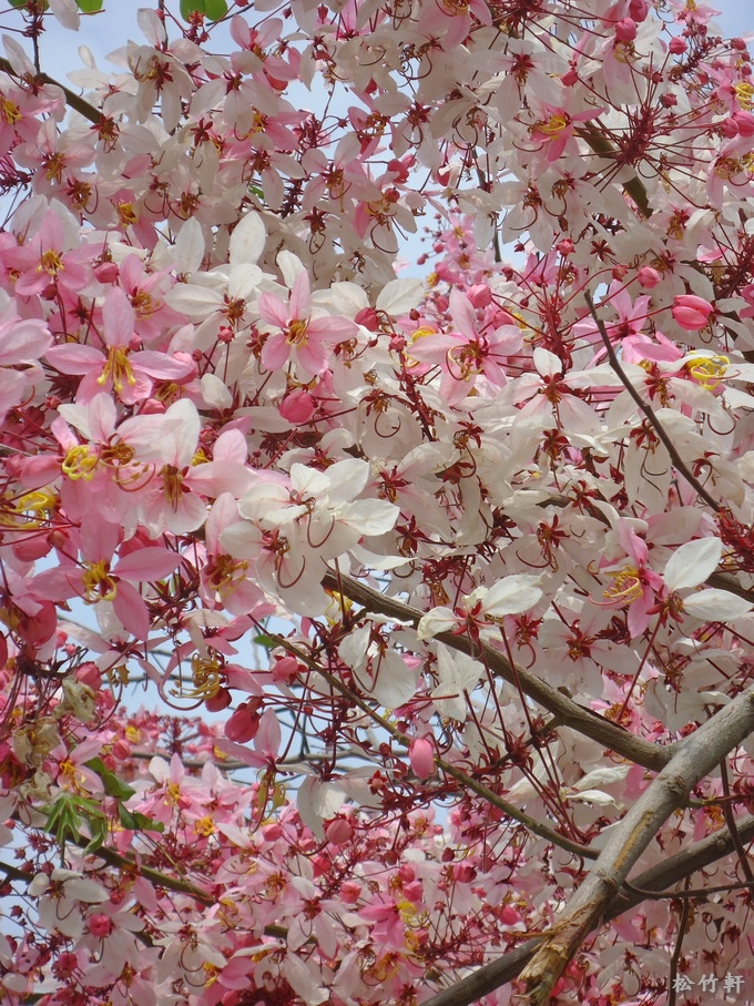 DSC04604.JPG DSC04604.JPG