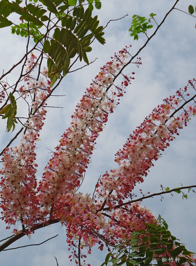 DSC04605.JPG DSC04605.JPG