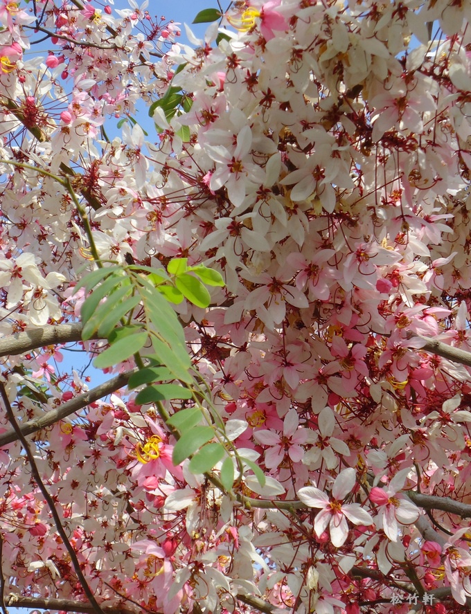 DSC04620.JPG DSC04620.JPG