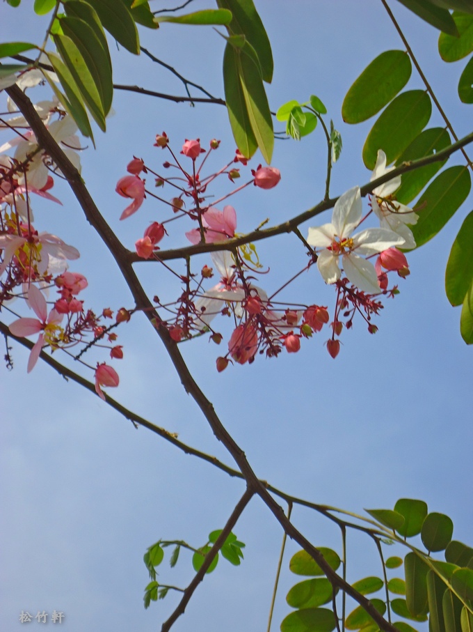 DSC04630.JPG DSC04630.JPG