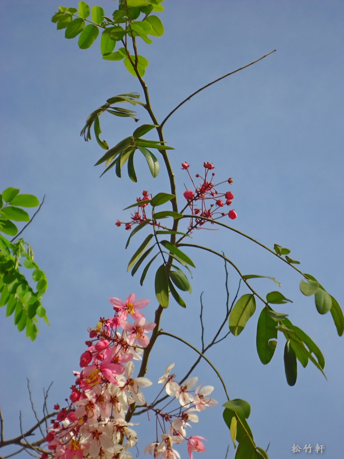 DSC04631.JPG DSC04631.JPG