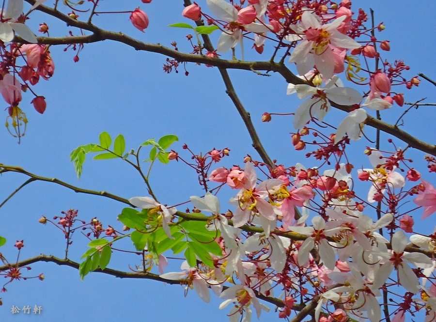 DSC04639.JPG DSC04639.JPG