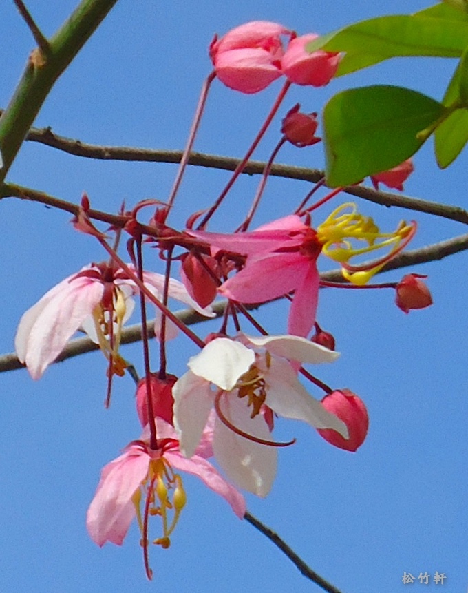 DSC04642.JPG DSC04642.JPG