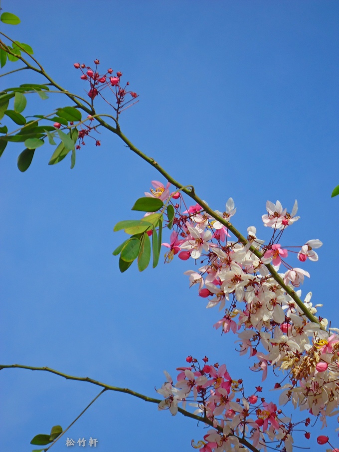 DSC04646.JPG DSC04646.JPG