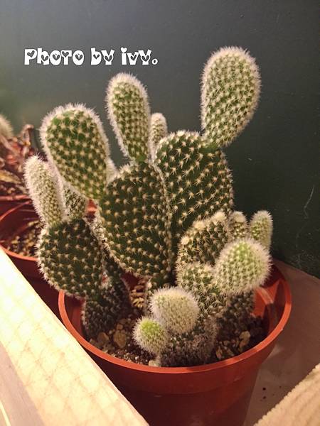 1114-長庚老媽中西廚房