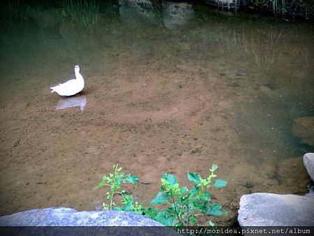 【旅。遊國內】放假去哪玩？台北－大溝溪親水公園 (6).jpg