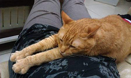 抱抱你的喵嗚二哥 抱抱你的喵嗚二哥