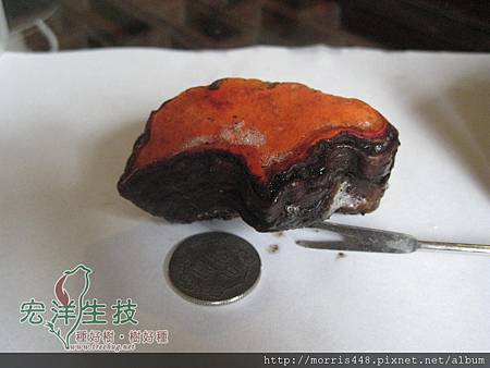 牛樟芝 牛樟芝