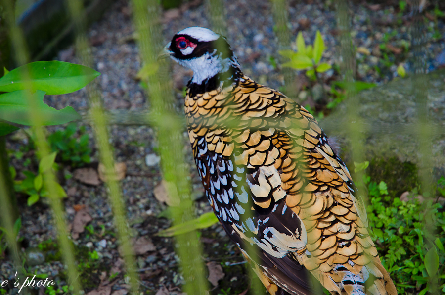 兆豐農場 兆豐農場