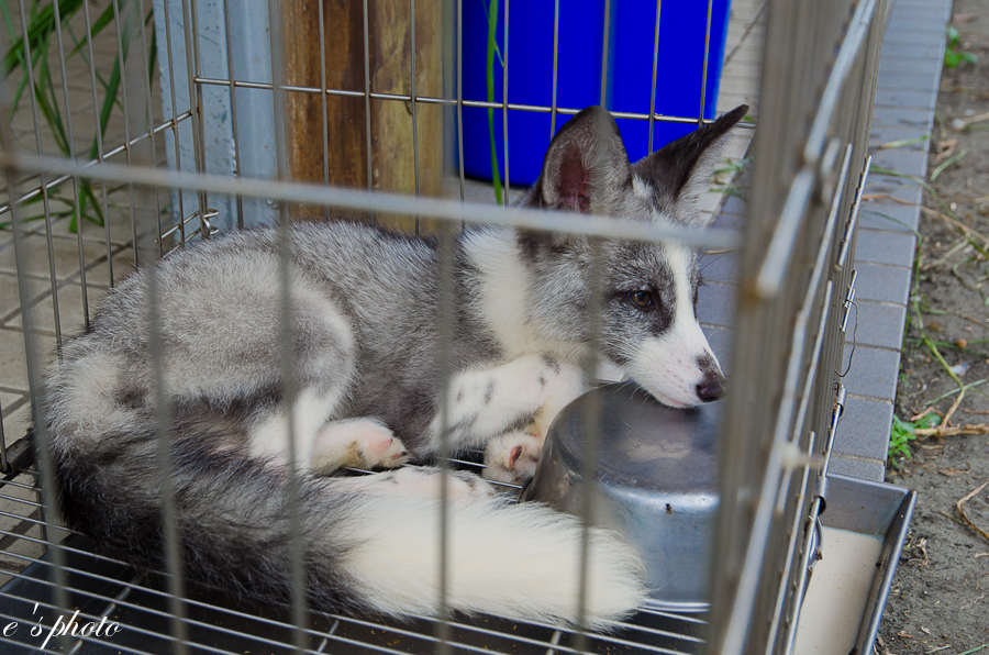 兆豐農場 兆豐農場