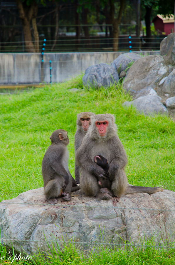 兆豐農場 兆豐農場