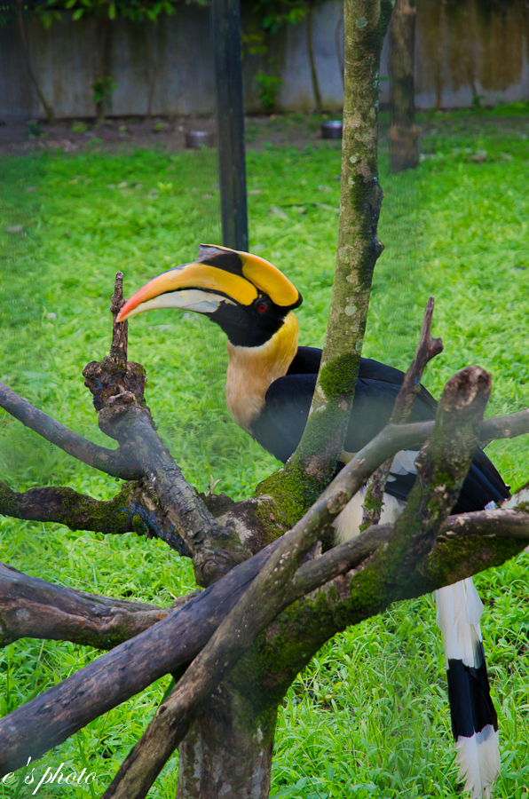 兆豐農場 兆豐農場