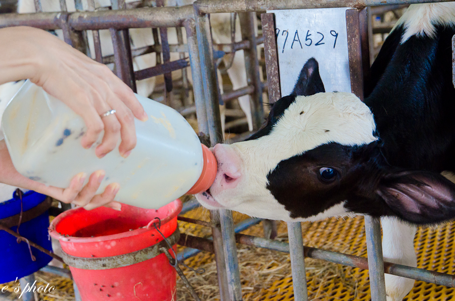 兆豐農場 兆豐農場