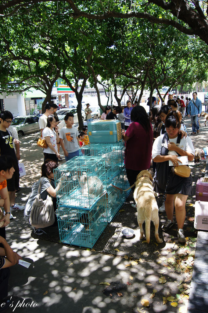 【美食】台中半日遊 愛樂瑪早午餐+流浪動物認養