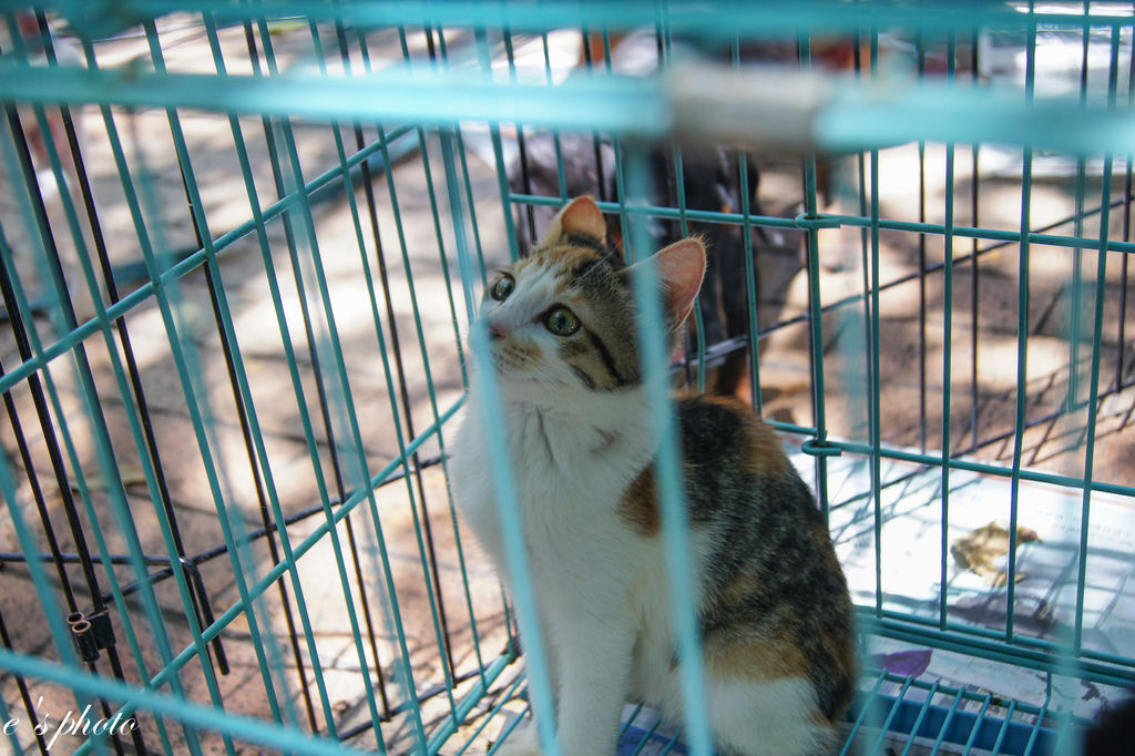 【美食】台中半日遊 愛樂瑪早午餐+流浪動物認養